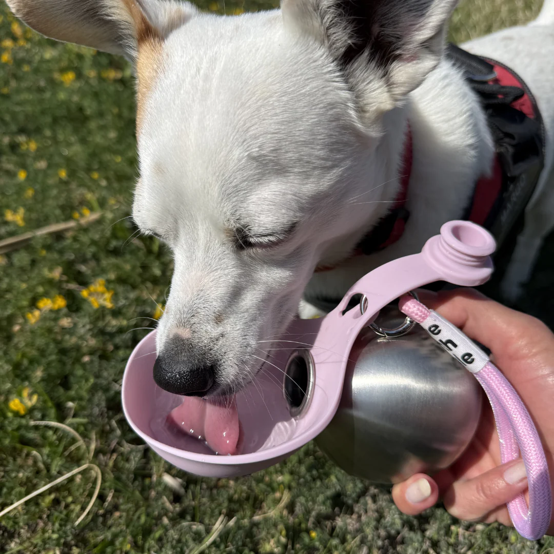 Pawnestify Dog Water Bottle With Bowl